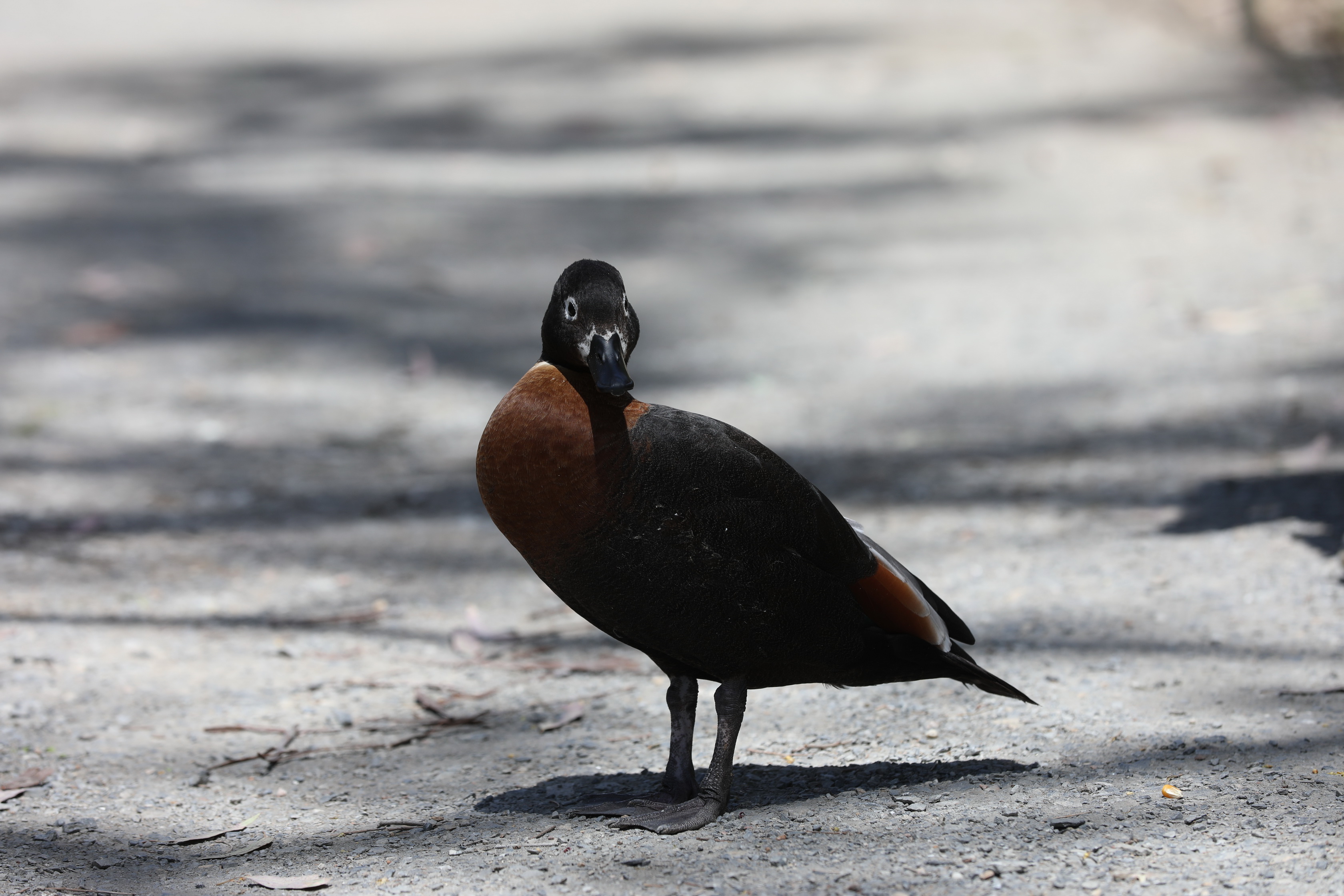 2019 11 22 14 22 41 Canon EOS 5D Mark IV 0015